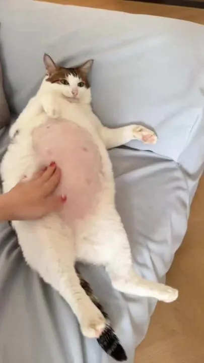 Uncle Bao showing belly