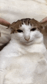 Uncle Bao being petted